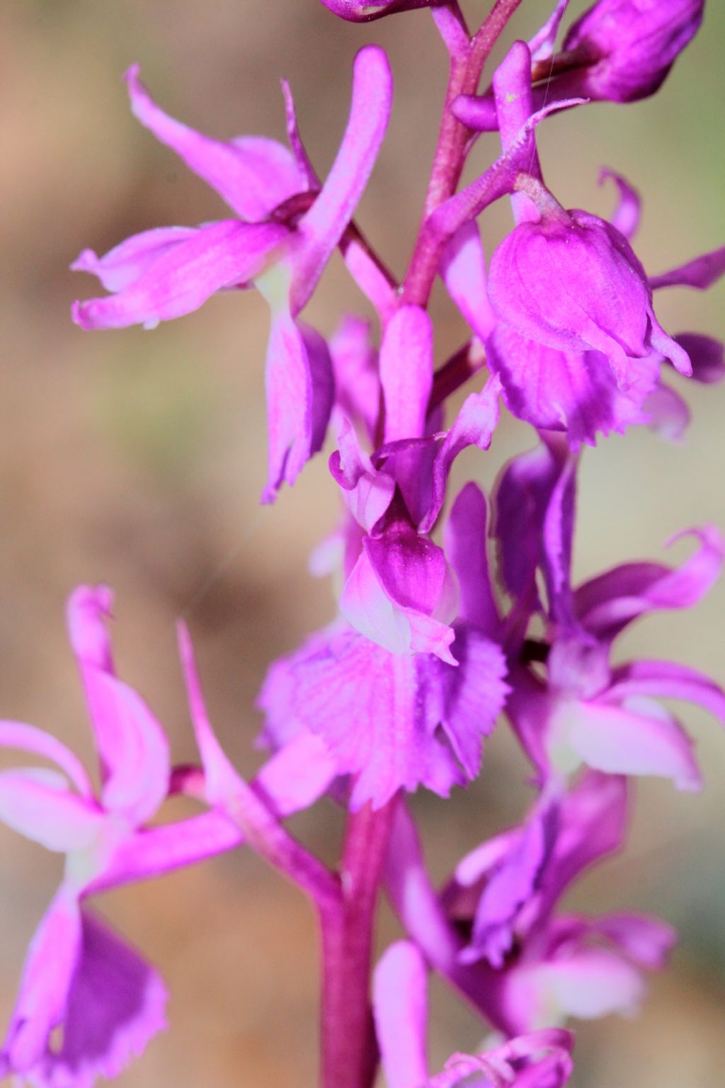 (FC) - Orchis mascula